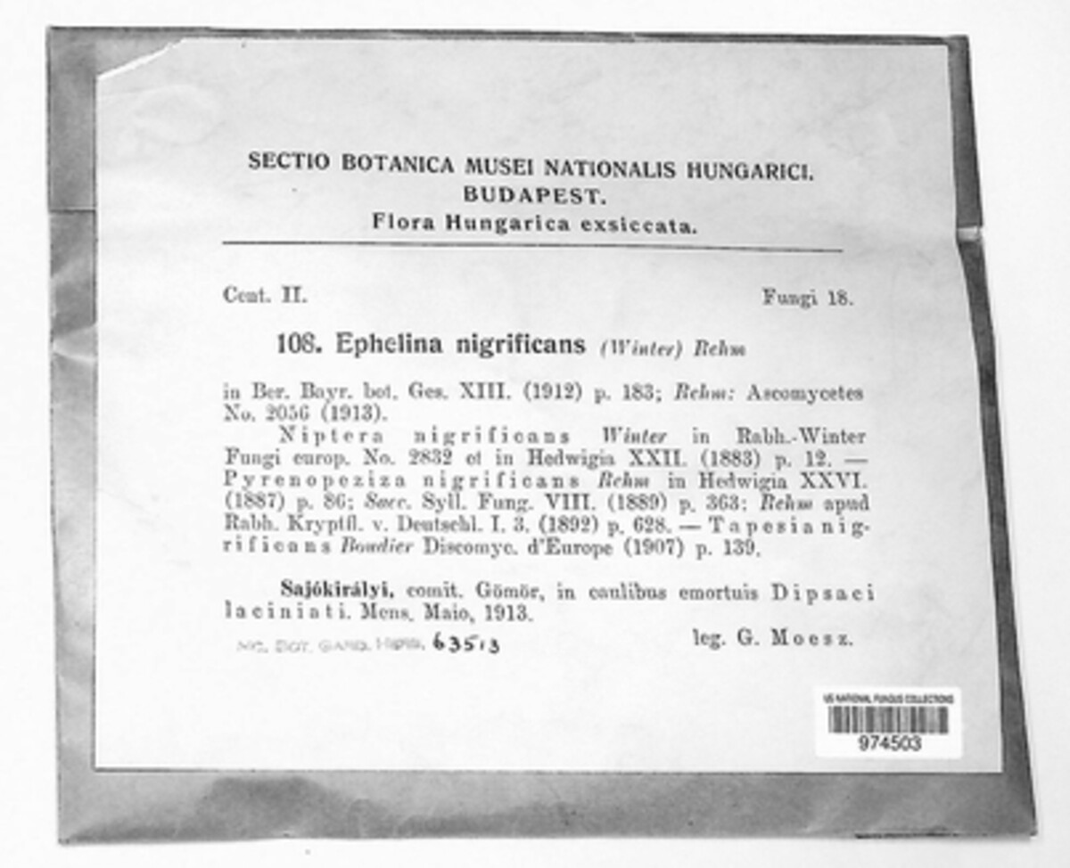 Tapesia nigrificans image
